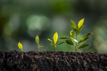 Four green seedlings show the clear progression of growth, symbolizing development, evolution, and nature's life cycle.